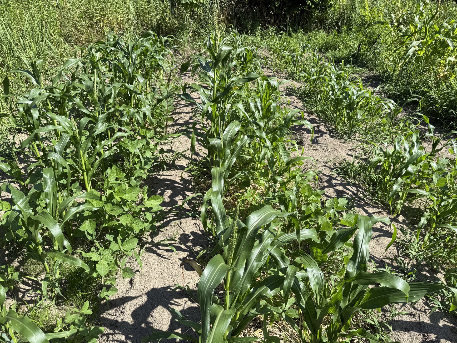 Field research photo 35